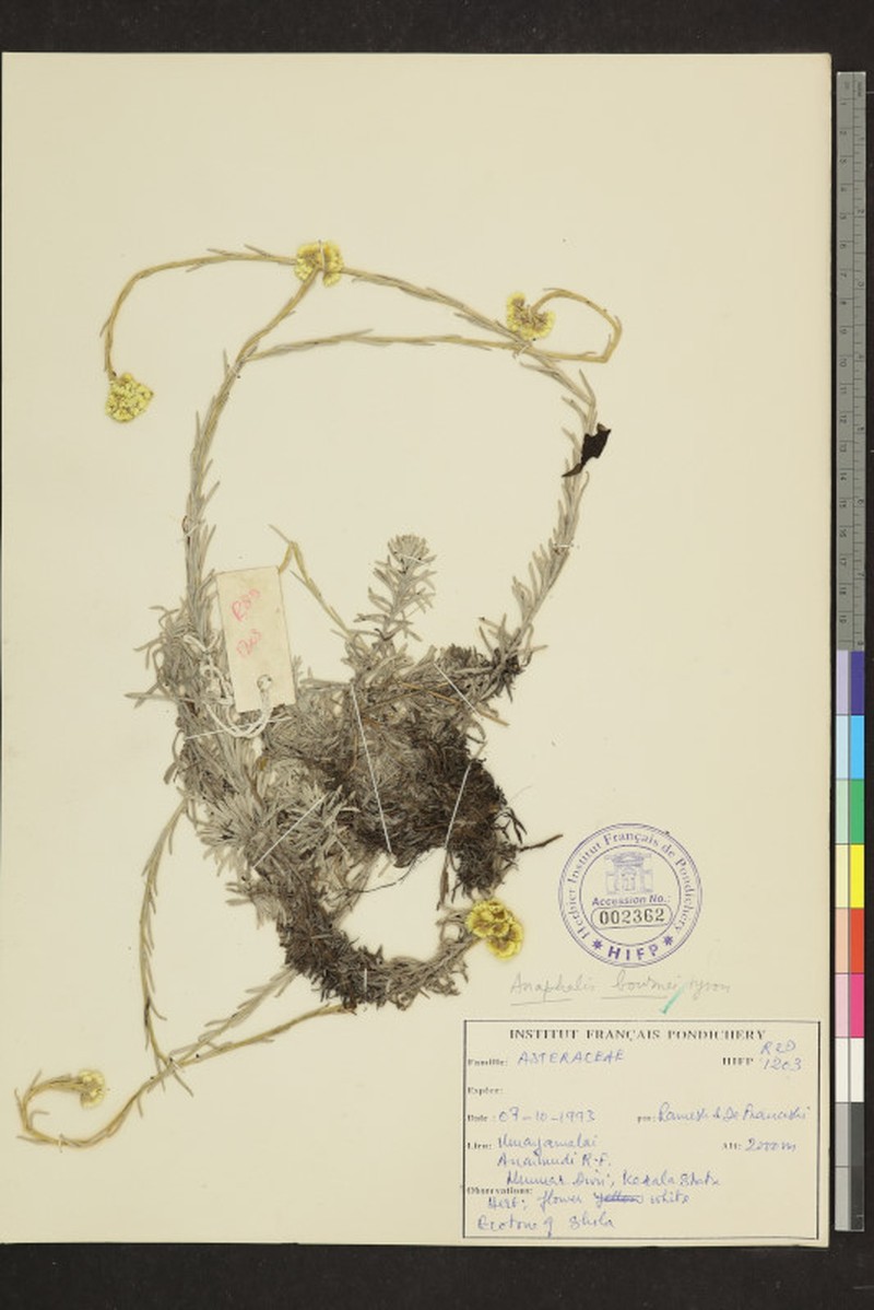 Anaphalis bournei photo 2