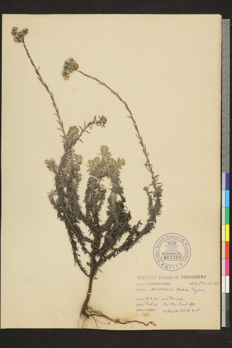 Anaphalis bournei photo 3