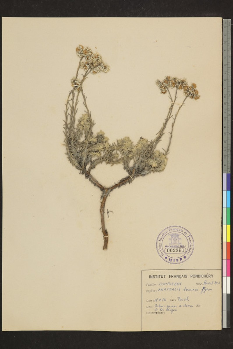 Anaphalis bournei photo 4