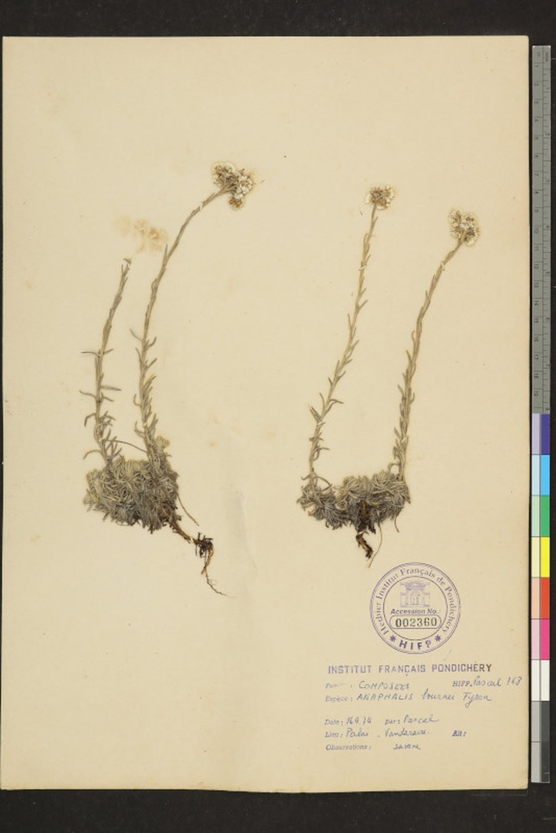 Anaphalis bournei photo 5