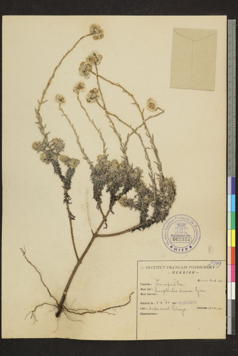 Anaphalis bournei photo 6