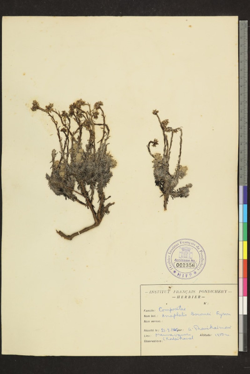 Anaphalis bournei photo 7
