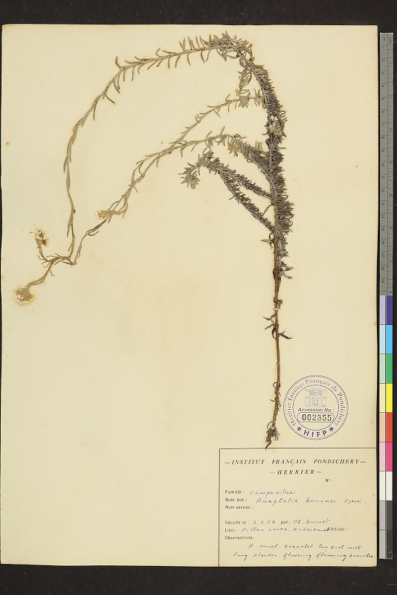 Anaphalis bournei photo 8