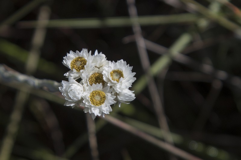 Anaphalis brevifolia