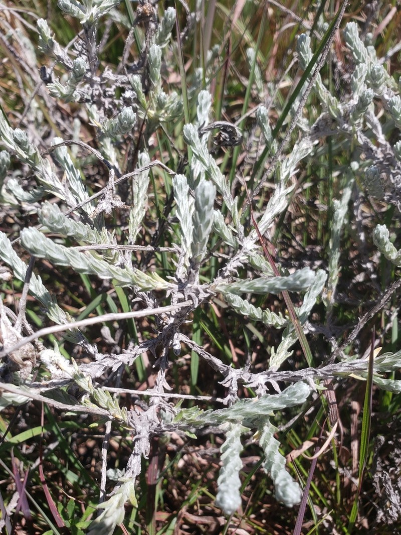 Anaphalis brevifolia photo 2