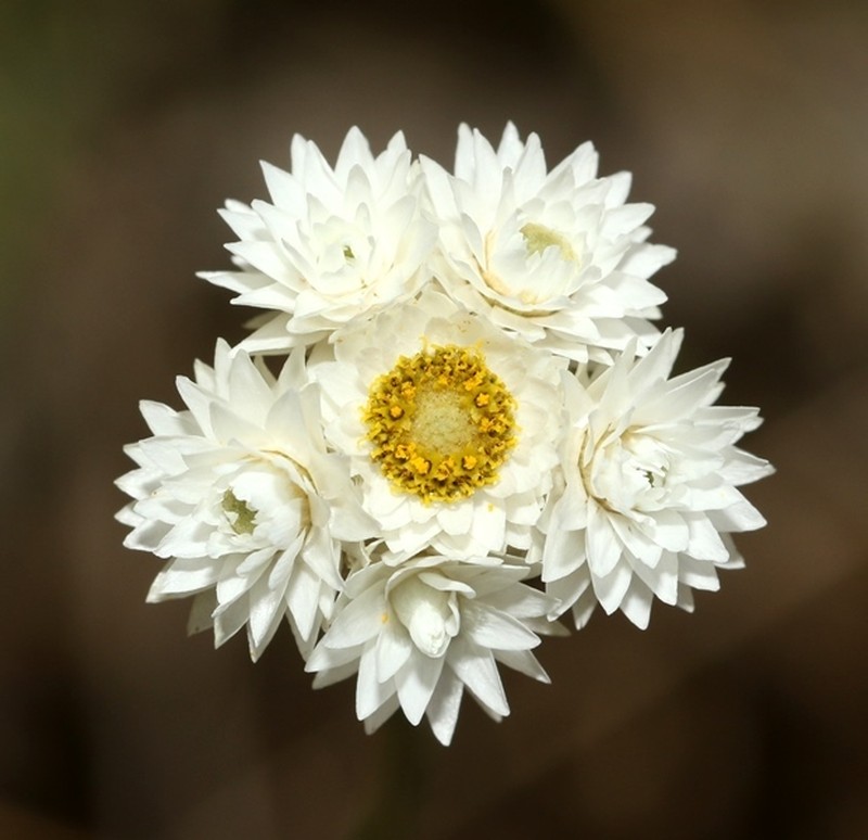 Anaphalis brevifolia photo 3