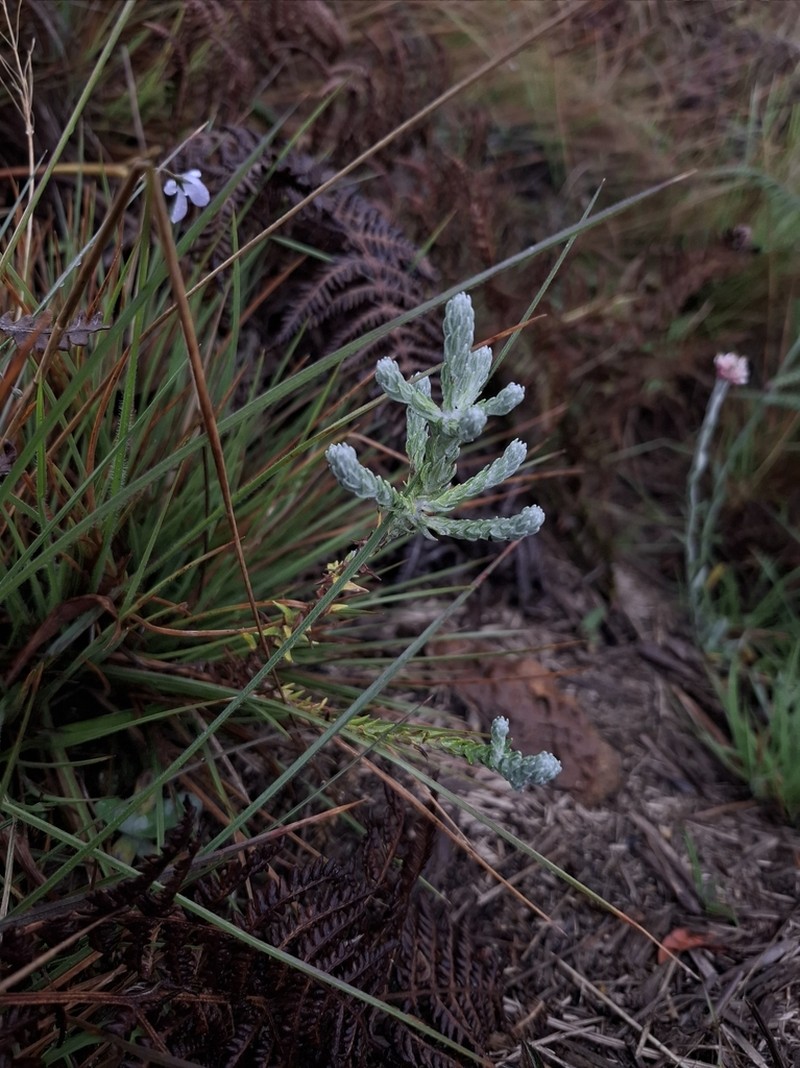 Anaphalis brevifolia photo 4