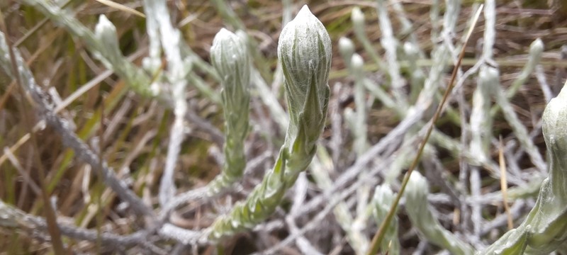 Anaphalis brevifolia photo 6