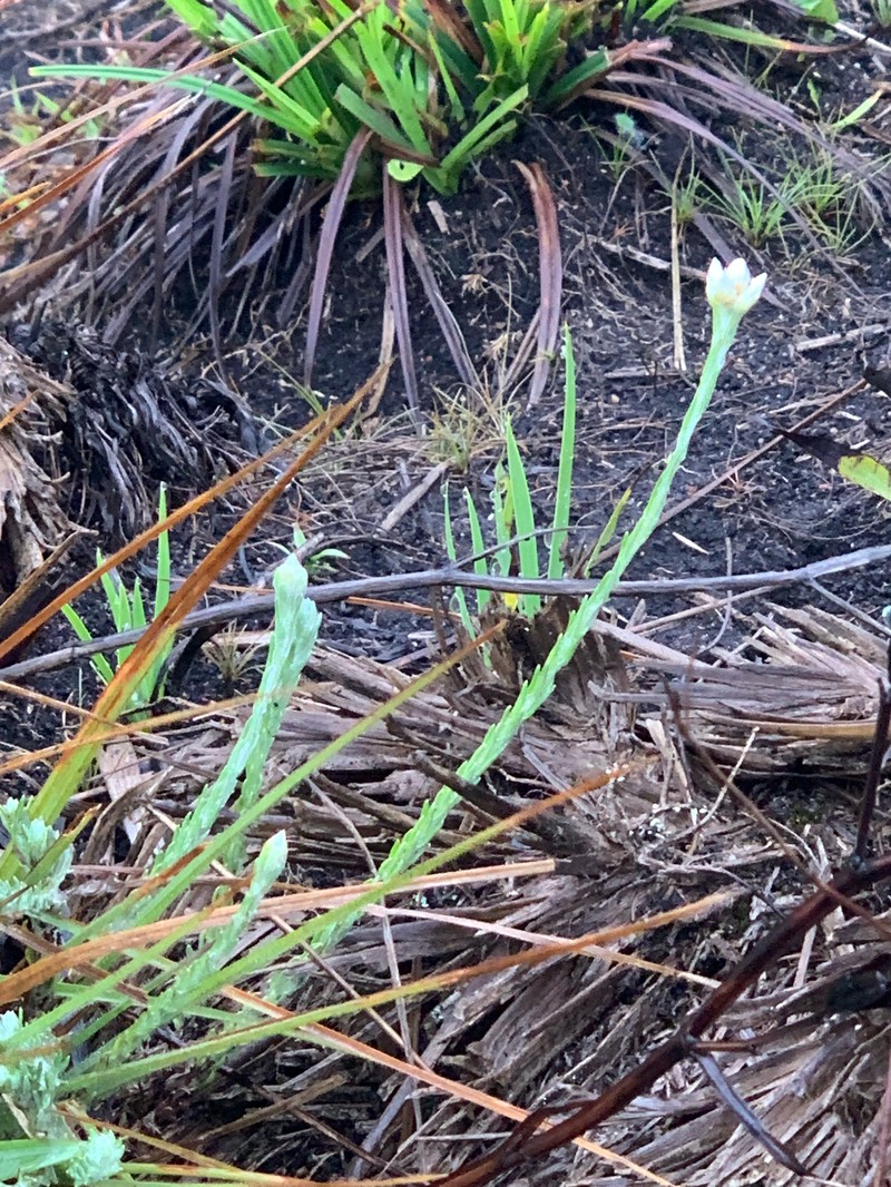 Anaphalis brevifolia photo 7