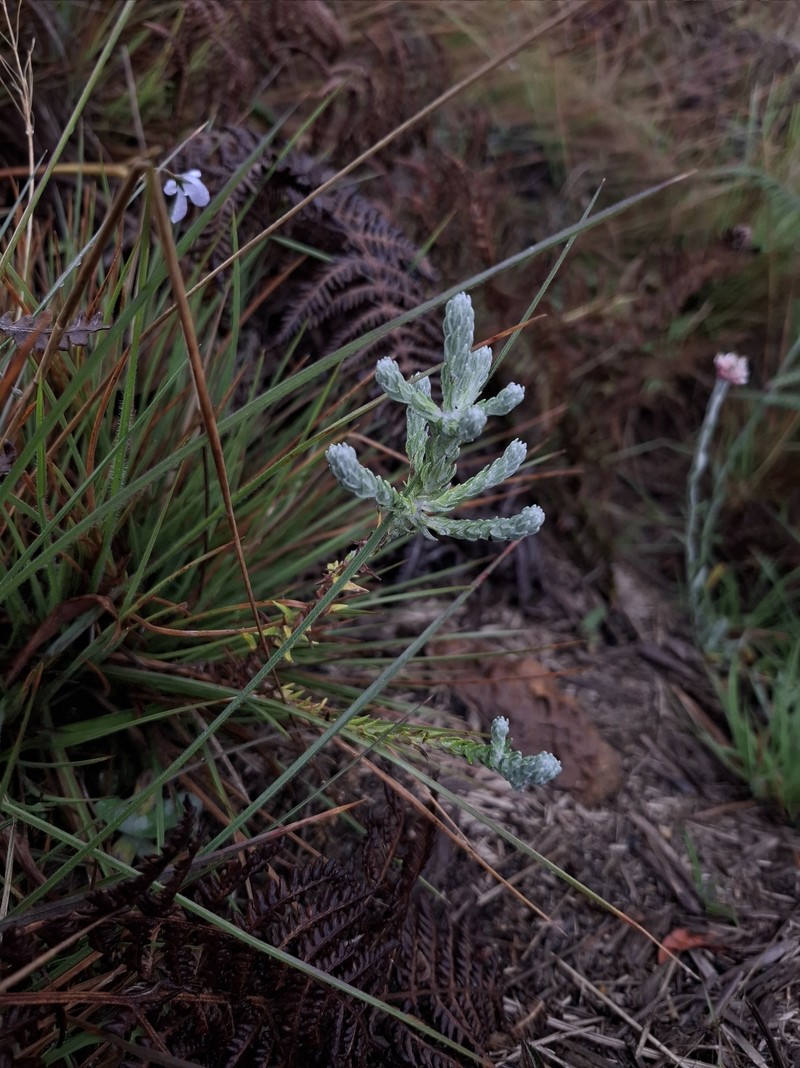 Anaphalis brevifolia photo 8
