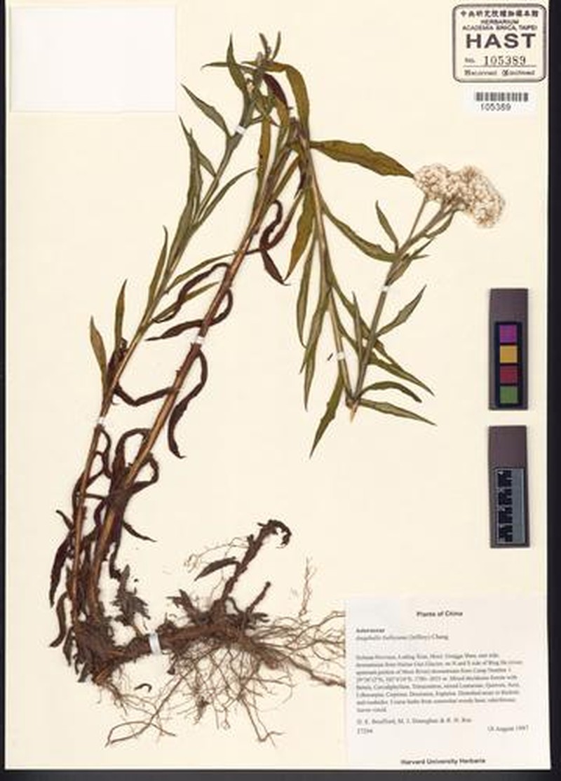 Anaphalis bulleyana