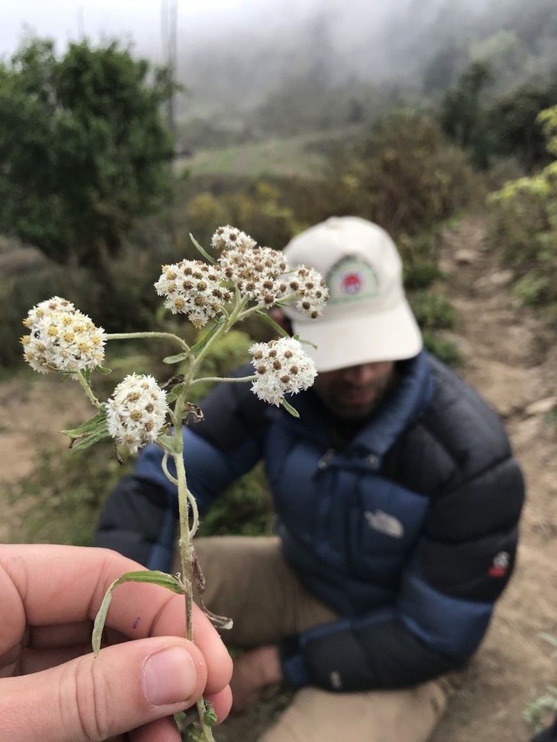 Anaphalis busua