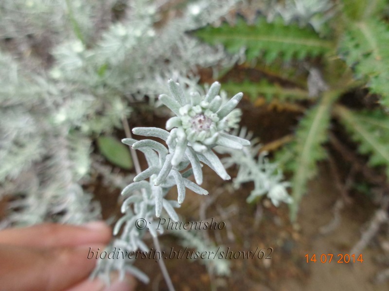 Anaphalis busua photo 7