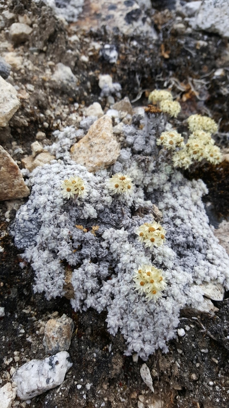 Anaphalis cavei