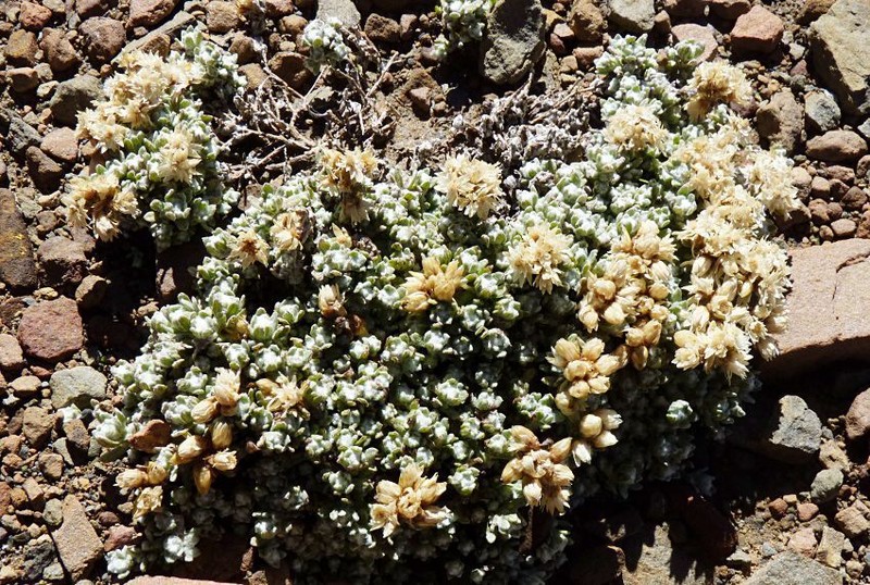 Anaphalis cavei photo 3
