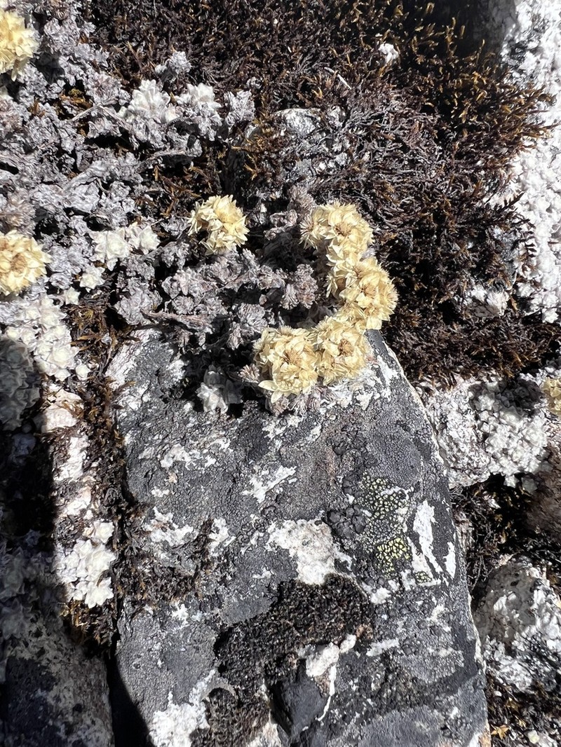 Anaphalis cavei photo 4