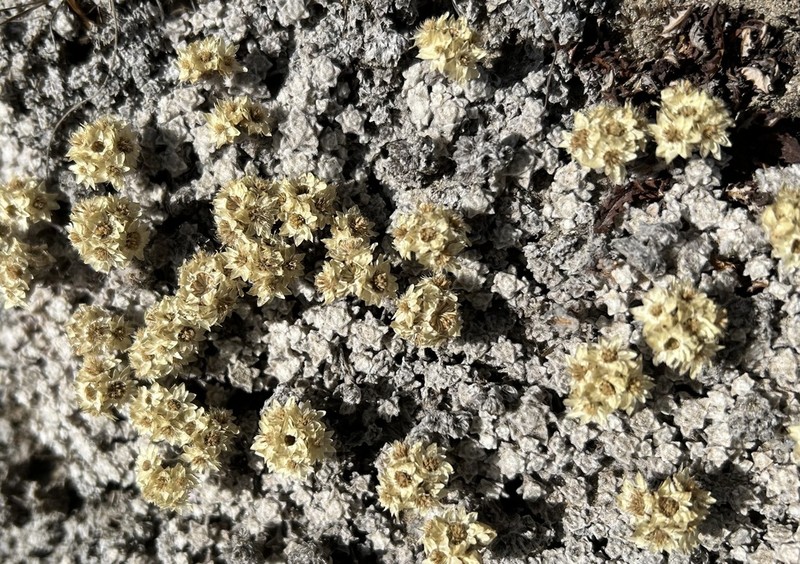Anaphalis cavei photo 5