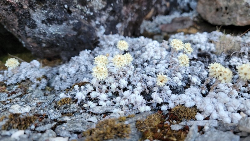 Anaphalis cavei photo 7