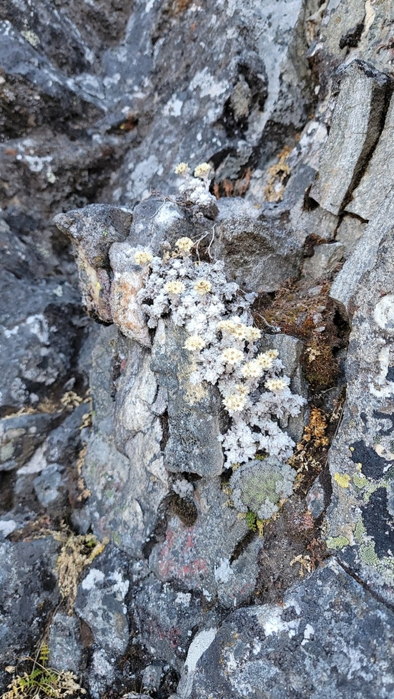 Anaphalis cavei photo 8