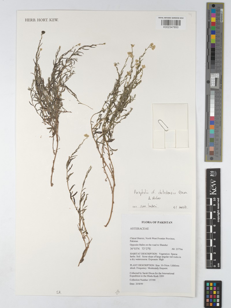 Anaphalis chitralensis
