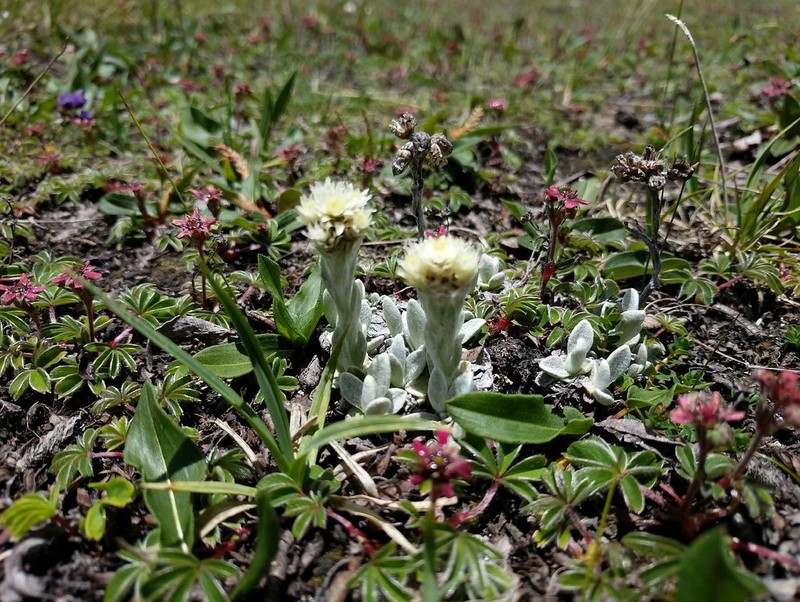 Anaphalis cinerascens