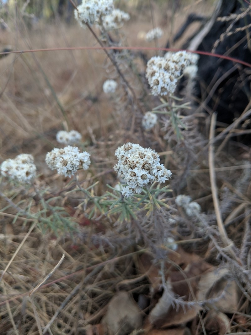 Anaphalis contorta photo 2
