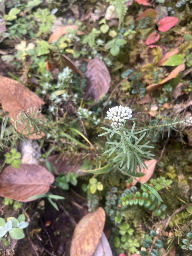 Anaphalis contorta photo 5