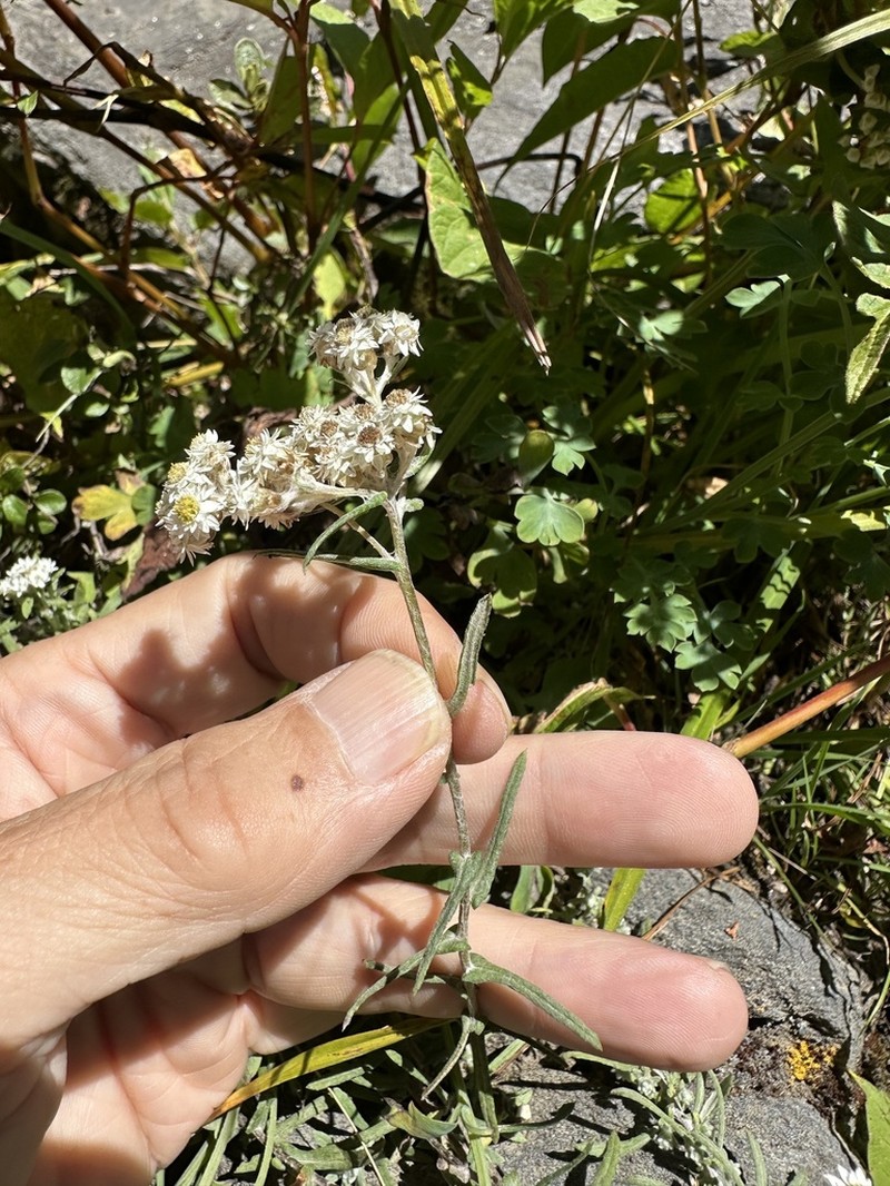 Anaphalis contorta photo 6