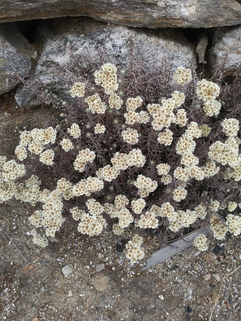 Anaphalis contorta photo 8