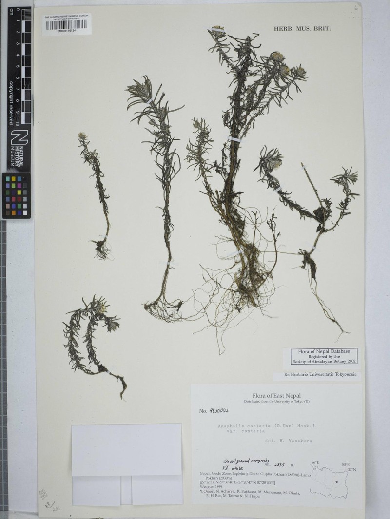 Anaphalis contorta var. contorta