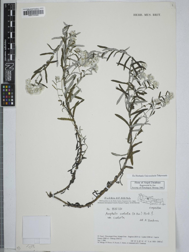 Anaphalis contorta var. contorta photo 2