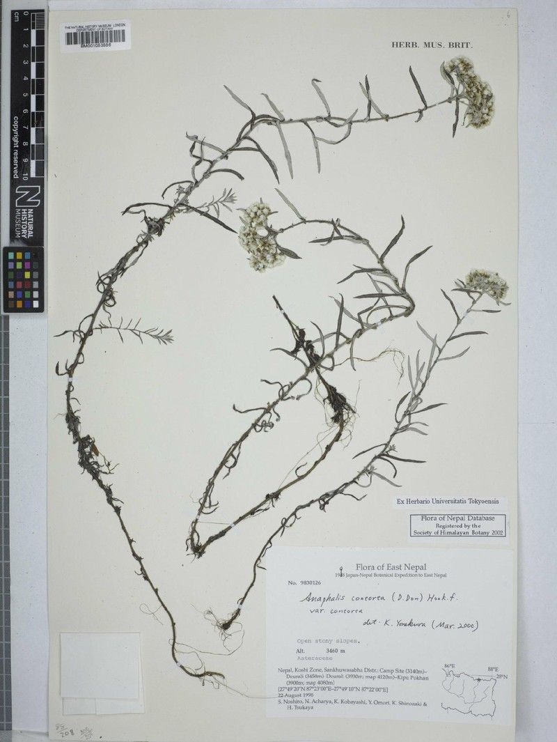 Anaphalis contorta var. contorta photo 4