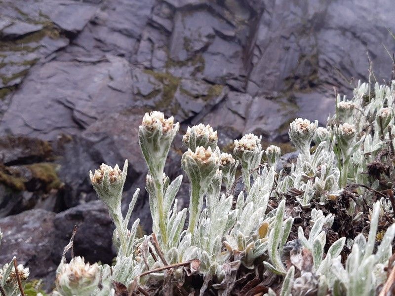 Anaphalis cooperi