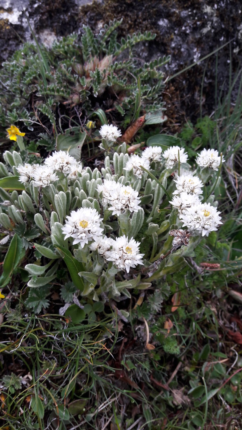 Anaphalis cooperi photo 2