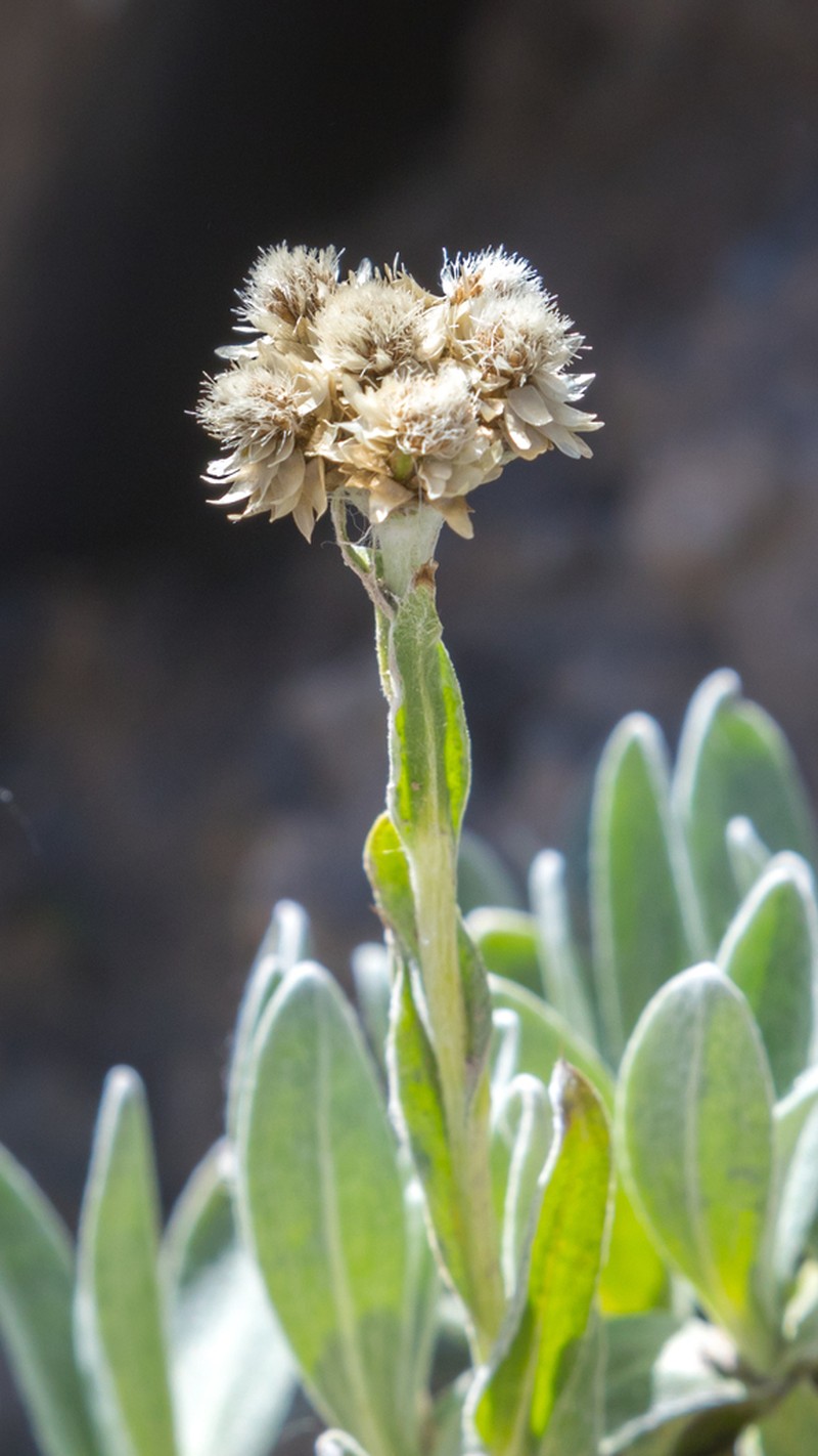 Anaphalis flavescens