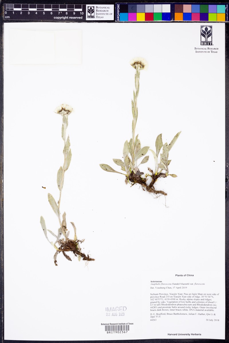 Anaphalis flavescens var. flavescens