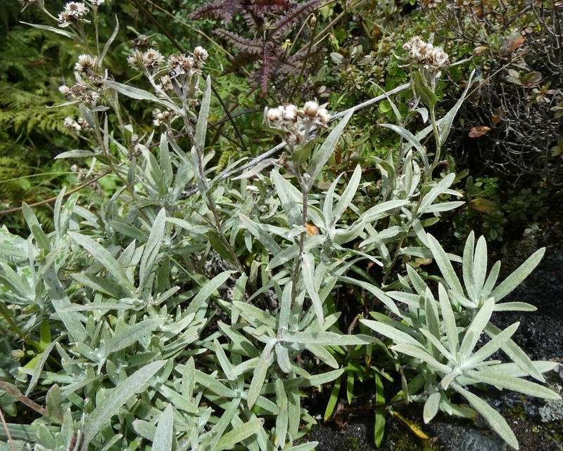 Anaphalis griffithii