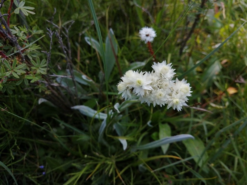Anaphalis hancockii