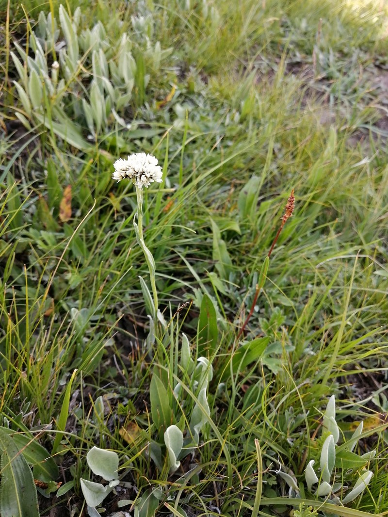 Anaphalis hancockii photo 4