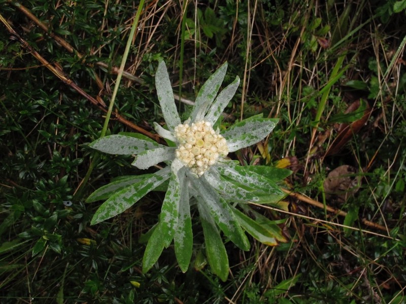 Anaphalis hellwigii