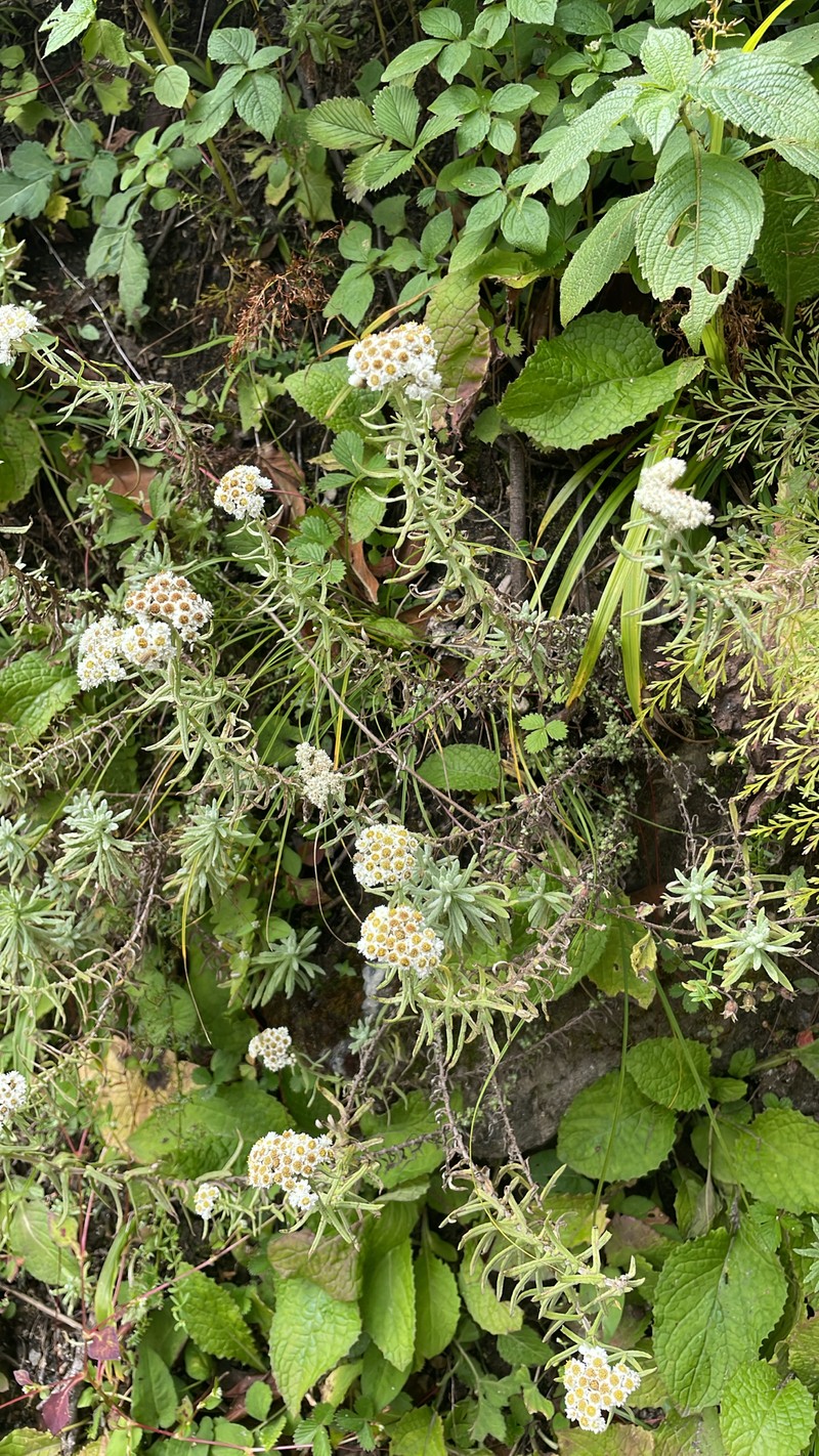 Anaphalis hondae