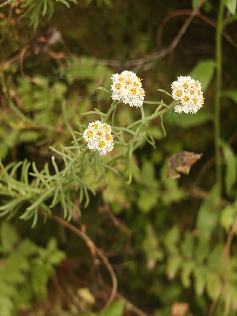 Anaphalis hondae photo 2