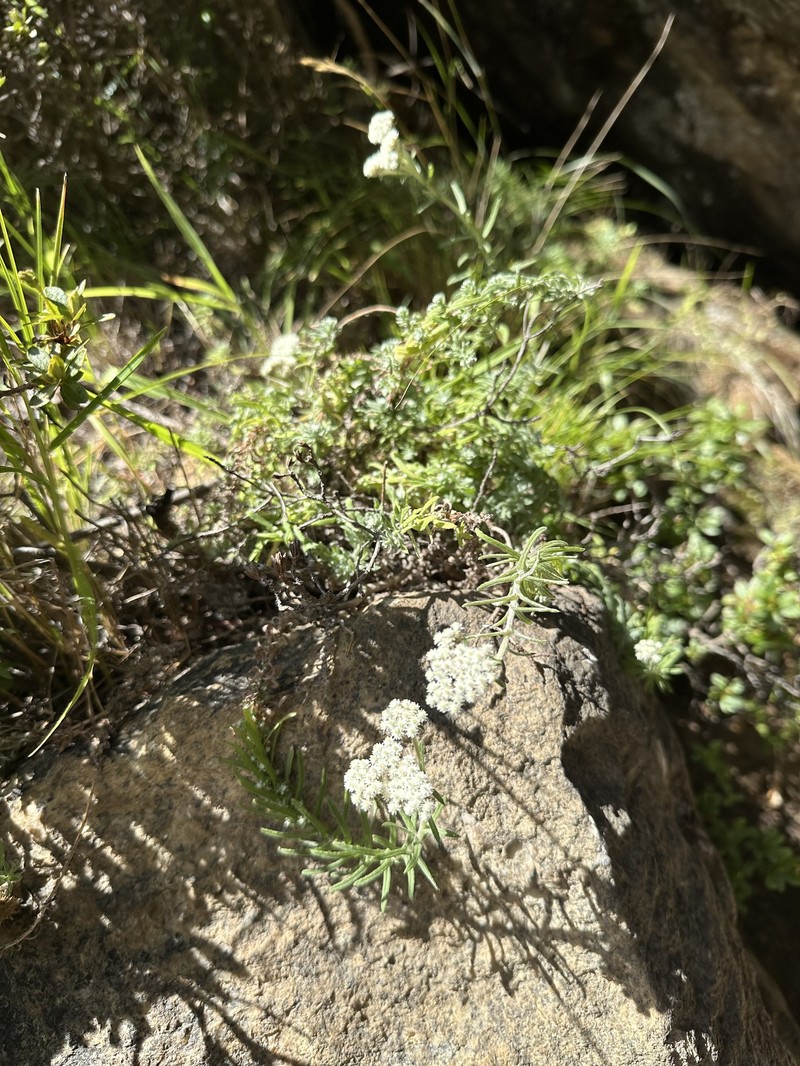 Anaphalis hondae photo 7