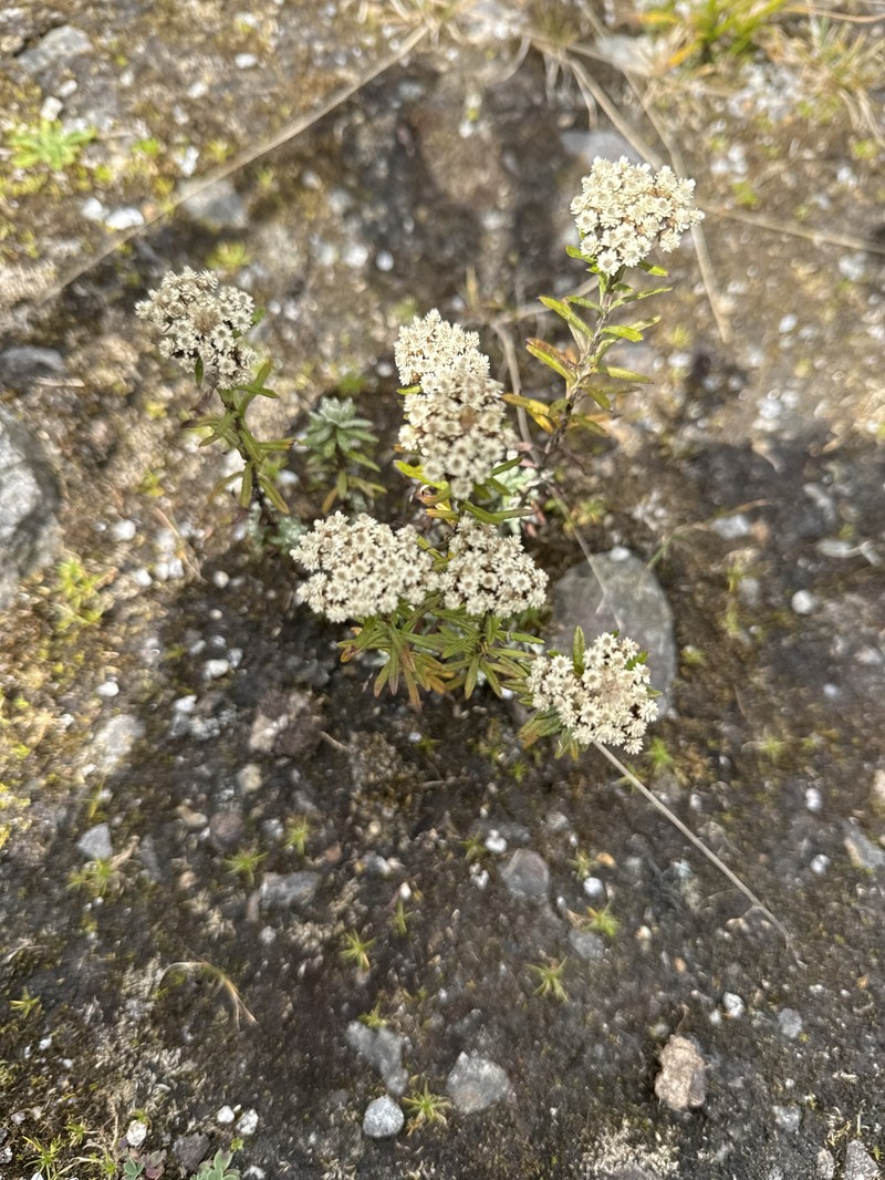 Anaphalis hondae photo 8