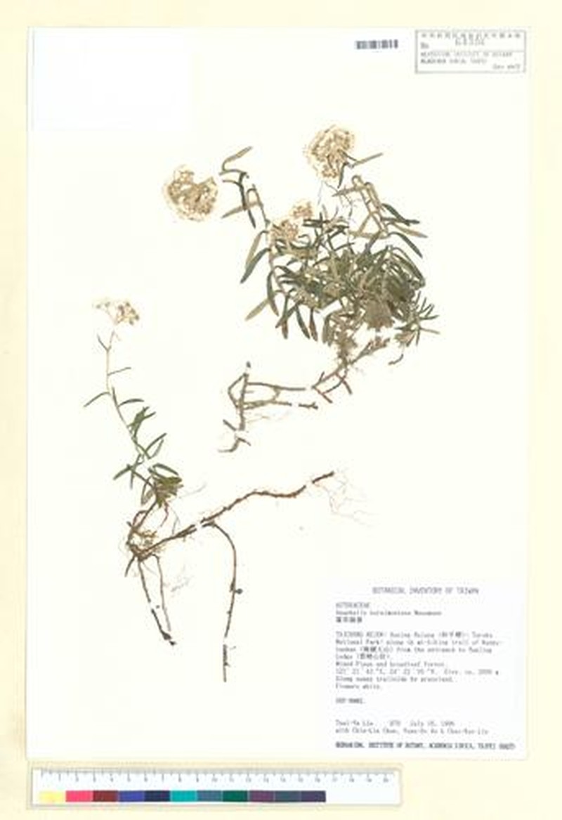 Anaphalis horaimontana