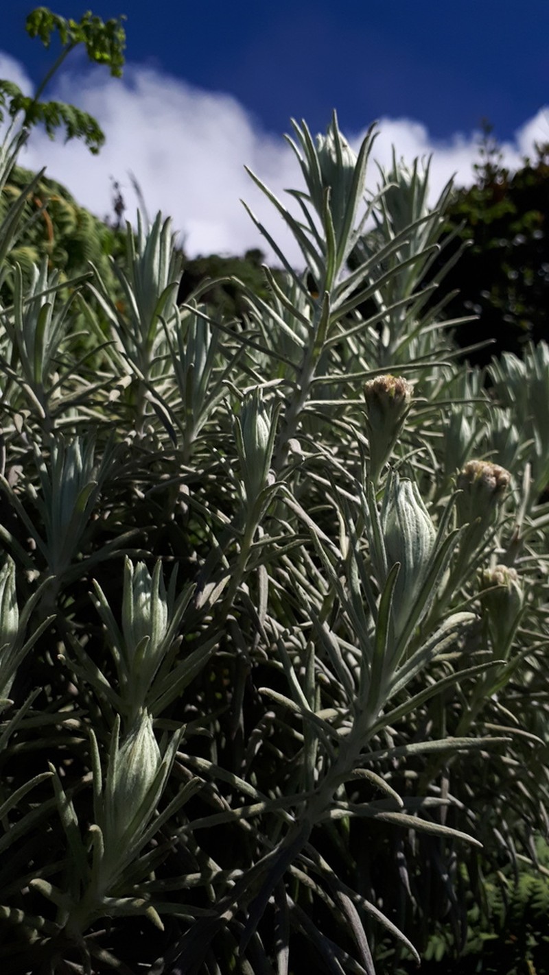 Anaphalis javanica photo 3