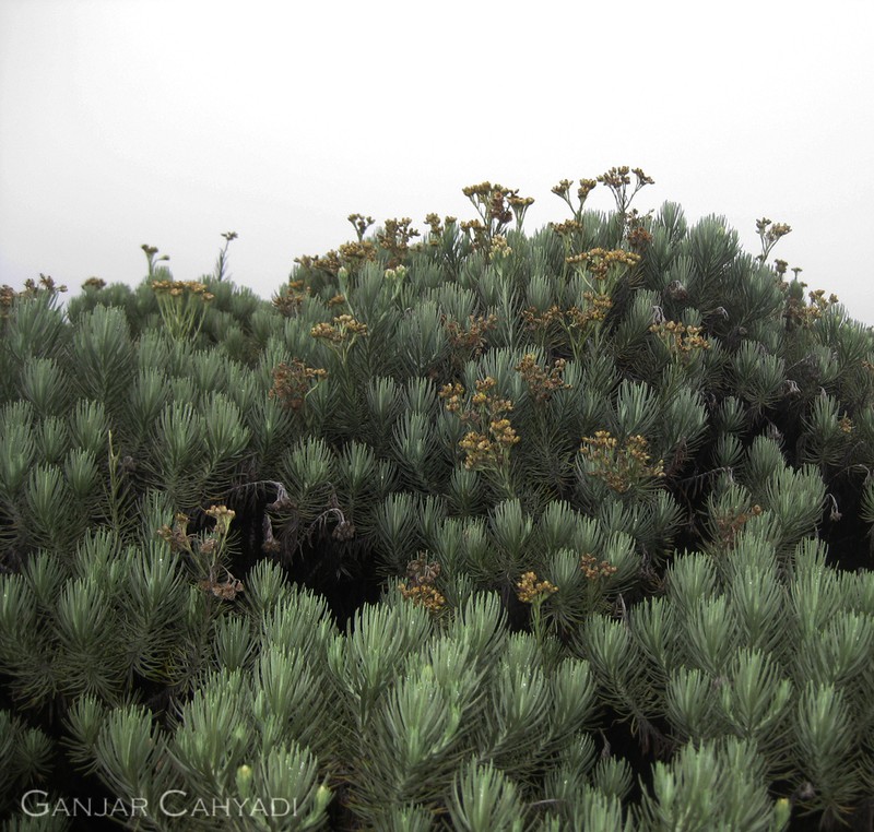 Anaphalis javanica photo 4