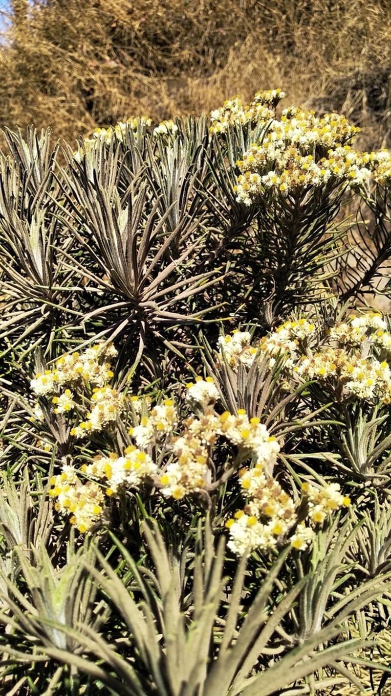 Anaphalis javanica photo 5