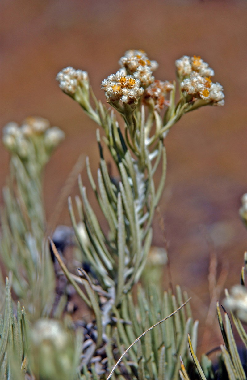 Anaphalis javanica photo 6
