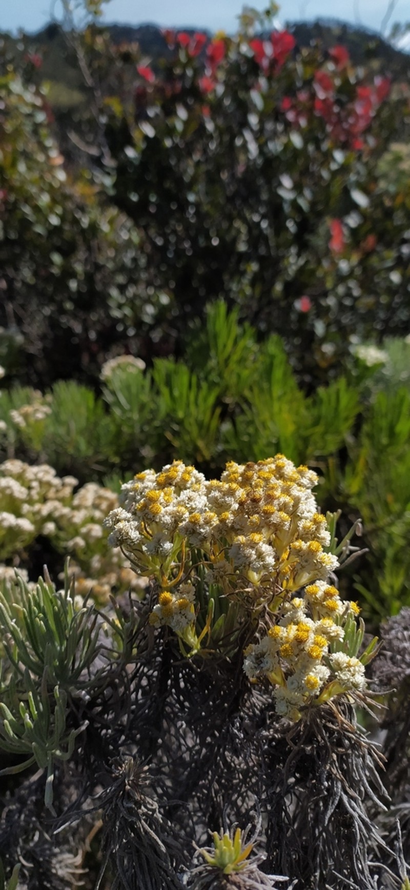 Anaphalis javanica photo 8